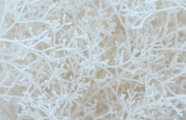 Karla kaplı çalı dallarına yakın çekim. Soğuk bir günde, beyaz ağaç dalları donar, tıpkı bir örümcek ağı ve soğuk üç boyutlu desen gibi..