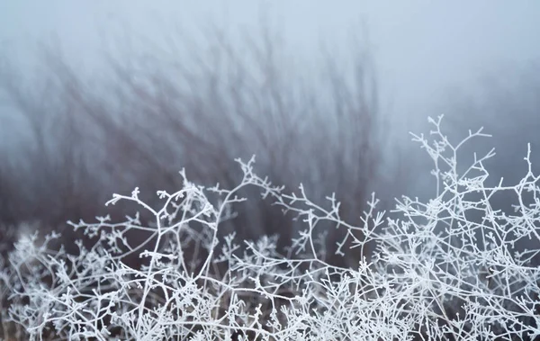 Twigs of bushes in the snow.Blades of grass covered with frost close-up at sunset in frosty weather, the texture of a frosty pattern.