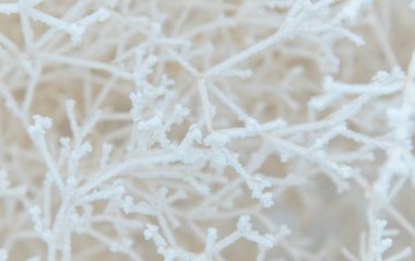 Karla kaplı çalı dallarına yakın çekim. Soğuk bir günde, beyaz ağaç dalları donar, tıpkı bir örümcek ağı ve soğuk üç boyutlu desen gibi..