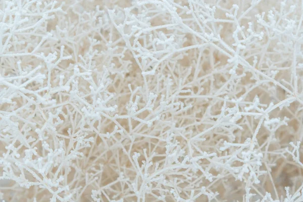 Karla kaplı çalı dallarına yakın çekim. Soğuk bir günde, beyaz ağaç dalları donar, tıpkı bir örümcek ağı ve soğuk üç boyutlu desen gibi..