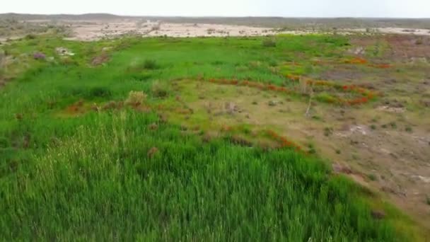 Camera Shoots Blooming Field Many Steppe Poppies Have Bloomed Place — Vídeo de stock