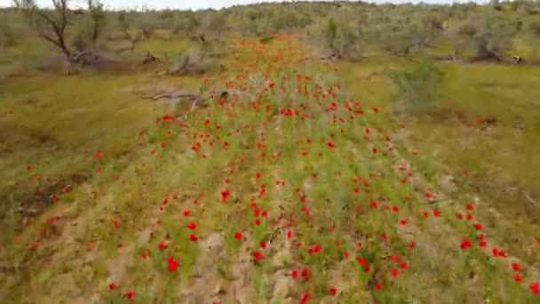 Большое Количество Красных Маков Растет Суше Вместо Пахотных Земель — стоковое видео