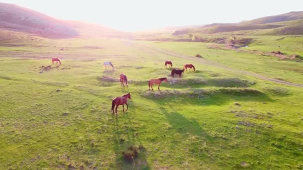 Herd Horses Sows Juicy Grass High Mountains Sunset Horses Walk — Stock videók
