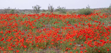 Kyzylkum çölünde yetişen gelincikler, Kazakistan bozkırlarında açan kırmızı çiçek tarlaları.