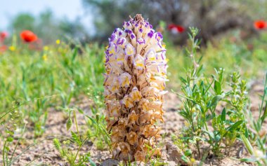 Cistanche medicinal flower, a rare medicinal plant in the desert clipart