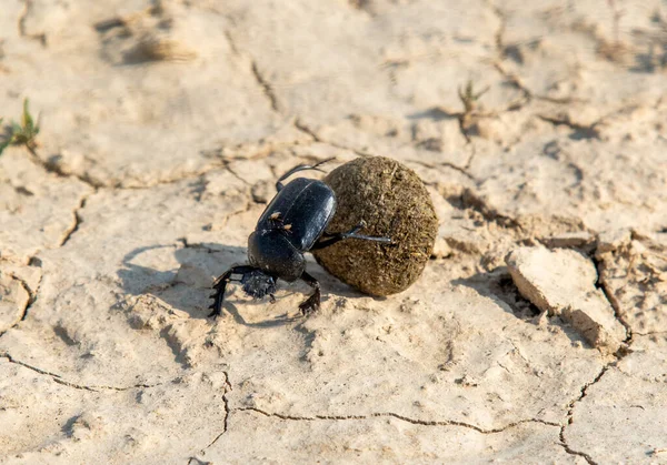 Scarab rolls a ball of dung, dung beetle with a piece of shit