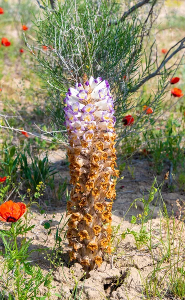 Stock image Cistanche medicinal flower, a rare medicinal plant in the desert