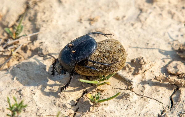 Scarab rolls a ball of dung, dung beetle with a piece of shit