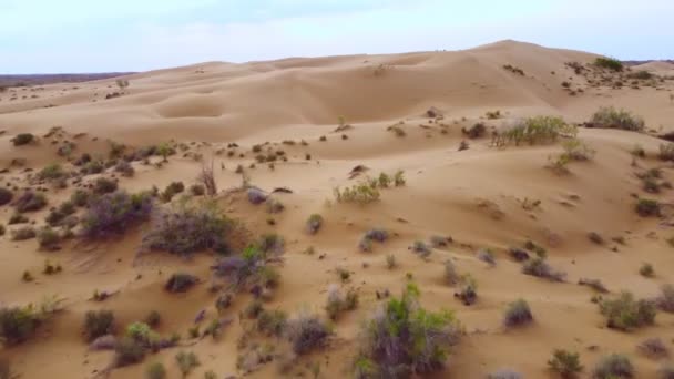 飞越沙漠中的沙丘 日出时在哈萨克斯坦的凯泽尔库姆沙漠的美丽的顶部景观 中亚的东方景观 一个没有水的没有生命的干旱地区 — 图库视频影像