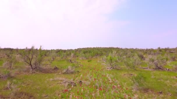 英译汉 大量的红地罂粟生长在旱地上代替了耕地 — 图库视频影像