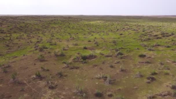 Forests Saxaul Growing Kyzylkum Desert Kazakhstan Early Spring Green Dunes — Wideo stockowe