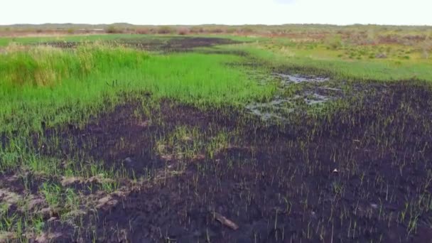 Growing Green Grass Strong Fire Burnt Area Wetland Desert Thermal — Αρχείο Βίντεο