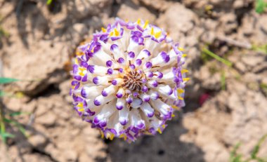 Cistanche medicinal flower, a rare medicinal plant in the desert clipart