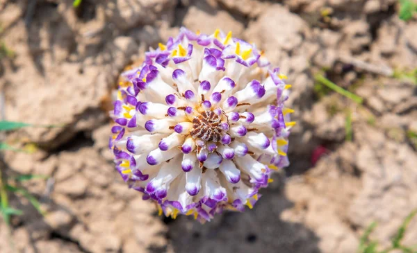 Cistanche Medicinal Flower Rare Medicinal Plant Desert Imagens Royalty-Free