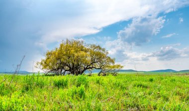 Yalnız, çok yaşlı bir ağaç baharda yeşil bir tarlada duruyor. Çimlerin üzerinde yayılan büyük bir ağacın gölgesi var. Arka planda mavi gökyüzü ve beyaz bulutlar. Bilgelik. Solitaire.