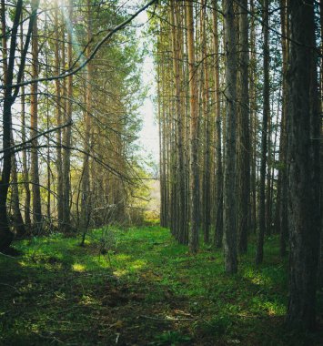 Karanlık bir çam ormanında gün doğumunda güneş ışığı. Karanlık orman arka planında. Karelia Ormanı Ağaçları