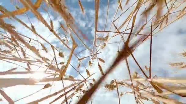 風に動かされた青空の下から小麦の耳 — ストック動画