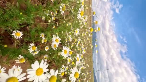 Білі Ромашкові Квіти Полюють Луки Камера Рухається Крізь Альпійські Квітучі — стокове відео
