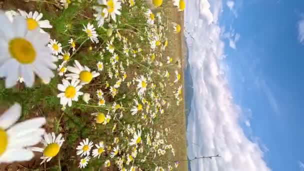 Білі Ромашкові Квіти Полюють Луки Камера Рухається Крізь Альпійські Квітучі — стокове відео