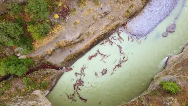 Pohled Shora Řeku Aksu Přírodní Rezervaci Aksu Zhabagly Překrásná Klikatá — Stock video