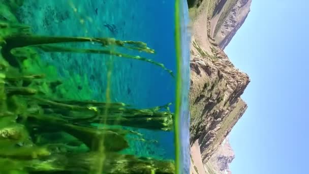 Algas Luz Natural Del Sol Bajo Agua Paisaje Marino Océano — Vídeos de Stock