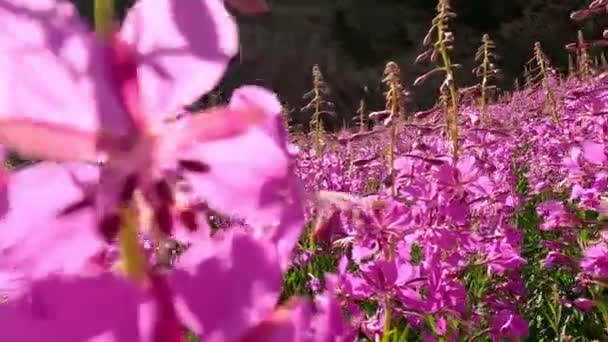 在阳光明媚的夏日 粉红绽放在田里的莎莉或伊万茶中 大自然的背景 照相机从底部到顶部朝向蓝天移动 — 图库视频影像