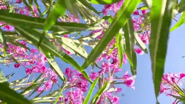 ピンクの花が咲くサリーは 晴れた夏の日にハーブの間で畑で またはイヴァンお茶を焼きました ネイチャーバックグラウンド クローズアップ 下から上へ青空へカメラの動き — ストック動画