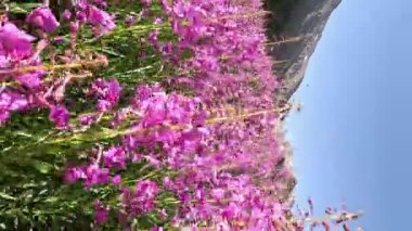 Pembe çiçekli Sally ateş otu ya da güneşli bir yaz gününde tarlada otların arasında Ivan çayı. Doğa arka planı, yakın plan, kamera hareketliliği aşağıdan yukarıya, mavi gökyüzüne doğru. dikey kare