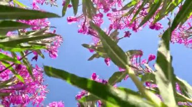 Pembe çiçekli Sally ateş otu ya da güneşli bir yaz gününde tarlada otların arasında Ivan çayı. Doğa arkaplanı, kapat, kamera aşağıdan yukarıya, mavi gökyüzüne doğru hareket ediyor.