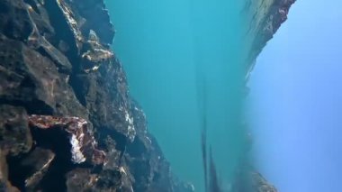 Bir dağ gölü yüzeyinin üstünde ve altında parlak yeşil yosunlar ve taşlarla mavi şeffaf sularda yüzen güzel bir sualtı manzarasını suların kenarında yansıtır. dikey kare