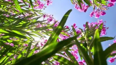 Pembe çiçekli Sally ateş otu ya da güneşli bir yaz gününde tarlada otların arasında Ivan çayı. Doğa arkaplanı, kapat, kamera aşağıdan yukarıya, mavi gökyüzüne doğru hareket ediyor.