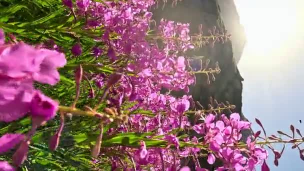 ピンクの花が咲くサリーは 晴れた夏の日にハーブの間で畑で またはイヴァンお茶を焼きました 自然のバックグラウンド クローズアップ 下から上へ青空へカメラの動き 垂直フレーム — ストック動画