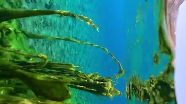 Glony Naturalne Światło Słoneczne Podwodne Krajobraz Morski Oceanie Brązowe Algi — Wideo stockowe