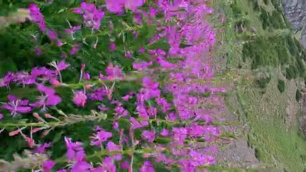 Pink Blooming Sally Fireweed Ivan Tea Field Herbs Sunny Summer — Stock Video