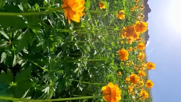 山のオレンジ色の花で美しいフィールドを駆け抜ける オレンジの花のバレー 春の風景 垂直フレーム — ストック動画