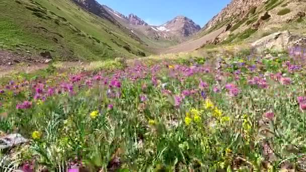 Prado Alpino Verão Com Flores Silvestres Coloridas Câmera Move Entre — Vídeo de Stock