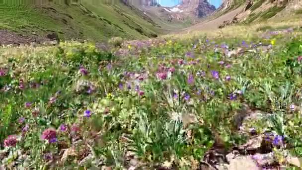 Pradera Alpina Verano Con Flores Silvestres Colores Cámara Mueve Entre — Vídeos de Stock