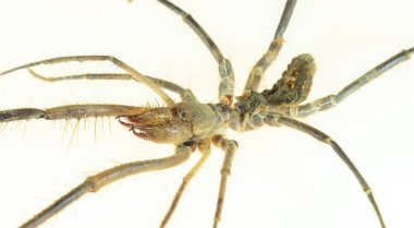 Örümcek. Beyaz arka planda izole edilmiş bir deve örümceğinin yakın çekimi. Aynı zamanda rüzgar akrebi, Solifugae ya da güneş örümceği olarak da bilinir. Rüzgar akrebi, böcek, içeri