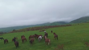 Sisin içinde bir at sürüsü ve yeşillikler arasında bir tarla. Siluetleri, sabah ışığının arka planına zarif bir şekilde çizilmiş. Huzur ve vahşi doğanın bir görüntüsünü yaratıyor..