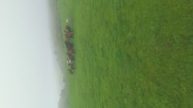 Bir at sürüsü yağmurdan sonra yeşil bir arazide dörtnala koşar. Sis çevreyi sarar ve gizemli bir atmosfer yaratır. Atların arasında, beyaz bir at zarif bir şekilde hareket ediyor.