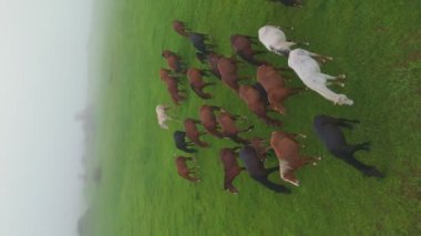 Bir at sürüsü yağmurdan sonra yeşil bir arazide dörtnala koşar. Sis çevreyi sarar ve gizemli bir atmosfer yaratır. Atların arasında, beyaz bir at zarif bir şekilde hareket ediyor.