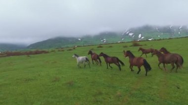 Bir at sürüsü yağmurdan sonra yeşil bir arazide dörtnala koşar. Sis çevreyi sarar ve gizemli bir atmosfer yaratır. Atların arasında, beyaz bir at zarif bir şekilde hareket ediyor.
