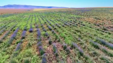 Çiçekli lavanta ile ekilmiş açık yeşil bir alan yeşil ve mor gölgeler arasında hassas bir kontrastlık oluşturur. Havayı lavanta kokusu kaplıyor, rahatlatıcı ve resimsel bir atmosfer yaratıyor..