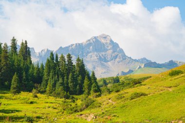 Kozalaklı orman ve dağlar yeşil çimenli çayırlar, yazın güneşli bir günde dağlık Kırgızistan 'ın güzel manzarası.