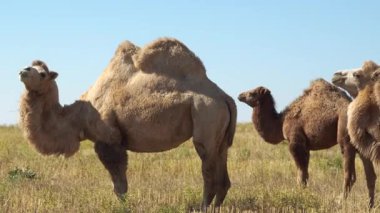 İki çift hörgüçlü deve bir çöl manzarasının arka planında birbirine sürtünür. Kahverengi, kıllı vücutları, sert koşullarda sakin ve uyumlu bir atmosfer yaratarak ritme ayak uydurur.