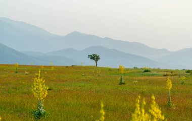 Çiçek açan bozkırda yapayalnız bir ağaç. Arkasında mavi dağlar var. Gün doğumunda.