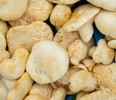 Yeni toplanmış beyaz mantarlar. Yakın plan.