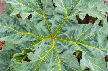 Sarı damarlı büyük yeşil yaprak doğal bir desen oluşturuyor.