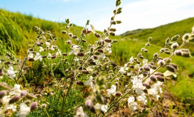 Yeşil tepelere karşı beyaz kır çiçekleri ve Kazakistan dağlarında mavi gökyüzü.