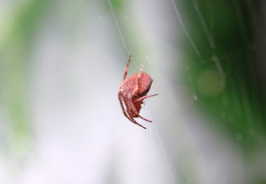 Örümcek ağ üzerinde Makro (Alanın Derinliği)